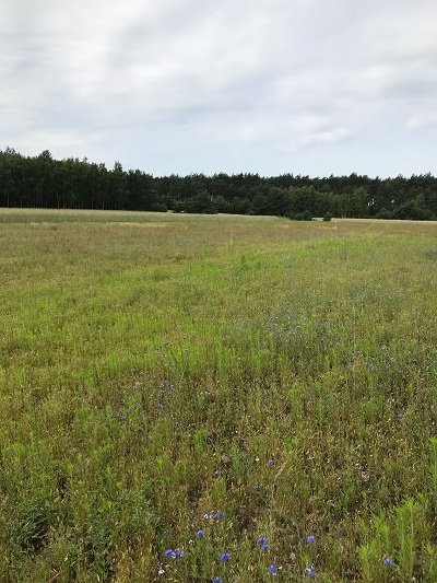 Działka budowlana na sprzedaż Koźminek, Nowy Nakwasin  1 392m2 Foto 3