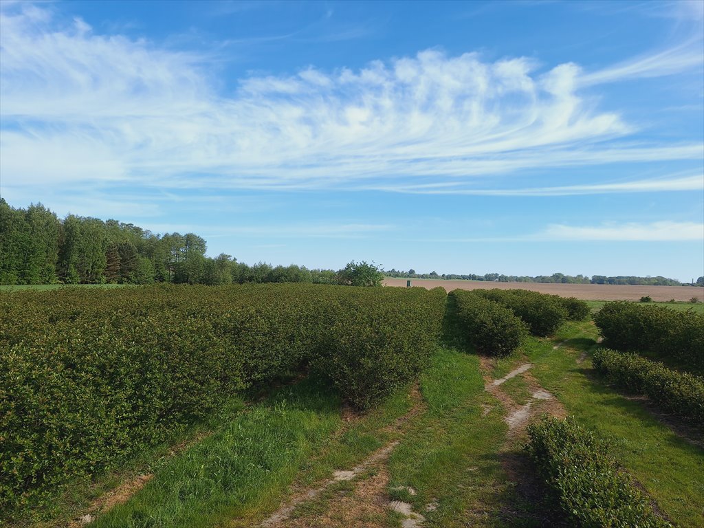 Działka rolna na sprzedaż Kowiesy, Pękoszew, Pękoszew  29 500m2 Foto 4