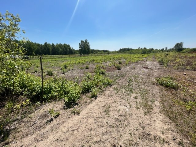 Działka pod dom z warunkami zabudowy, media, asfalt Pysznica, Podlesie  1 000m2 Foto 1