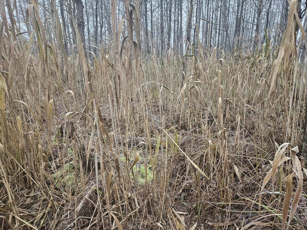 Działka rekreacyjna na sprzedaż Koczek  9 000m2 Foto 4