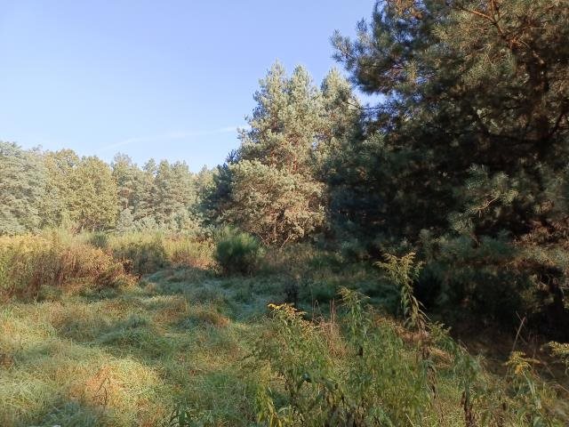 Działka 10 670 m² z planem zabudowy, las, spokój Brynica, Opolska  10 670m2 Foto 1