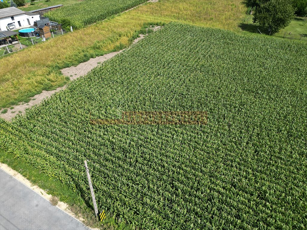 Działka inna na sprzedaż Chorula  1 250m2 Foto 4