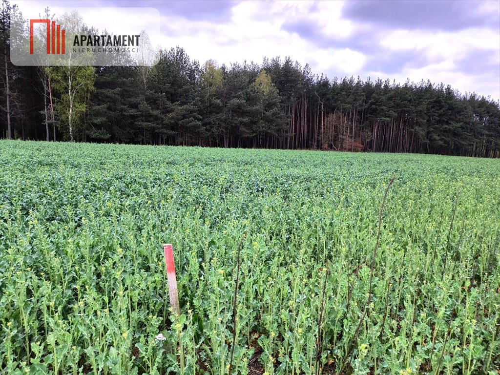 Działka budowlana na sprzedaż Frank  1 000m2 Foto 7