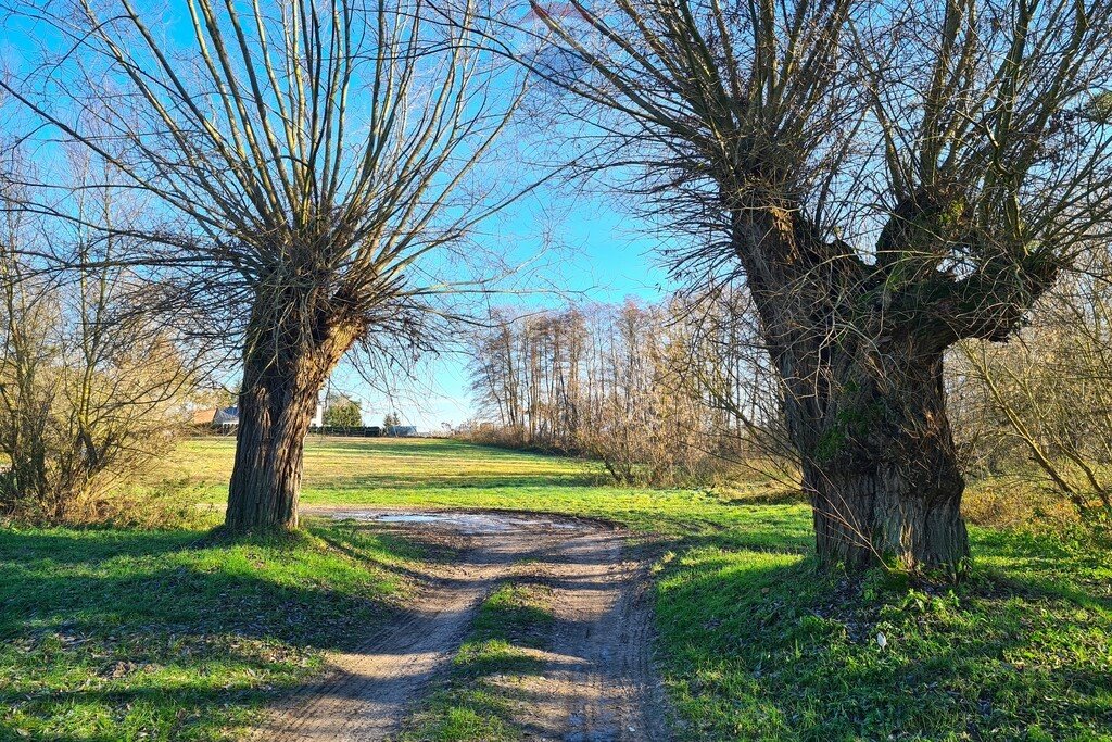 Działka budowlana na sprzedaż Bolechowo-Osiedle, Cypriana Kamila Norwida  6 400m2 Foto 3