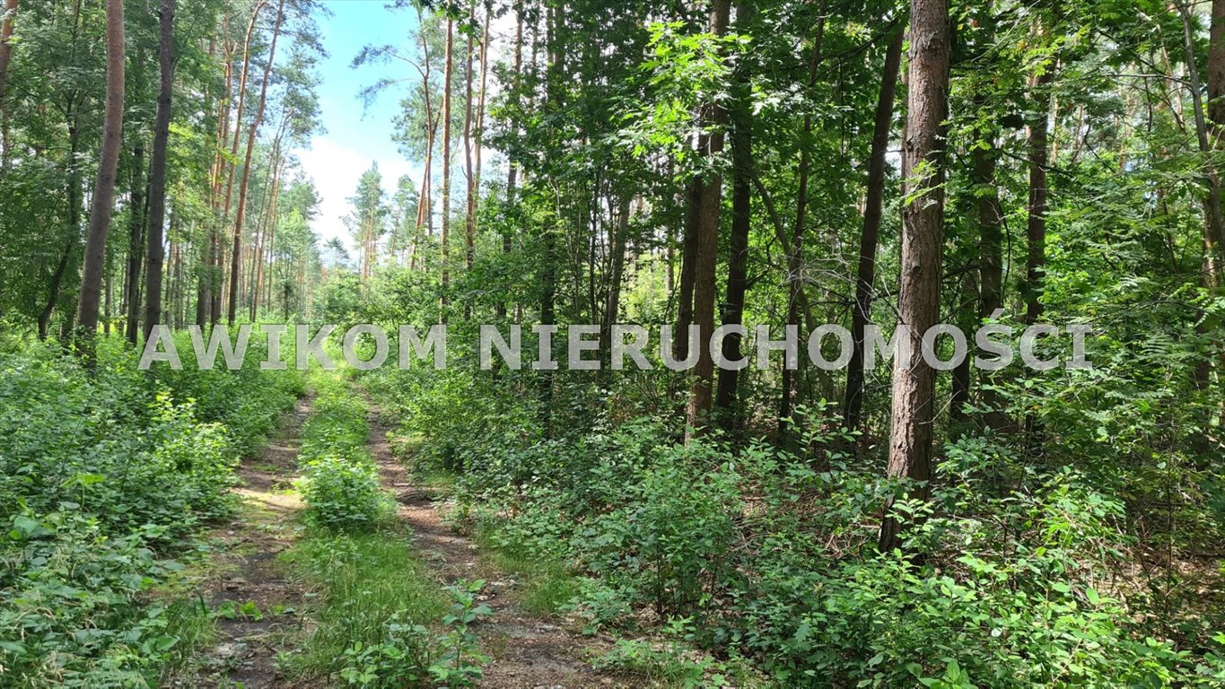 Działka leśna na sprzedaż Siestrzeń  11 500m2 Foto 5