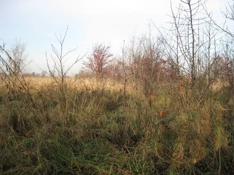 Działka budowlana na sprzedaż Bramki 960m2 Foto 1 Działka budowlana na sprzedaż Bramki 960m2 Foto 1