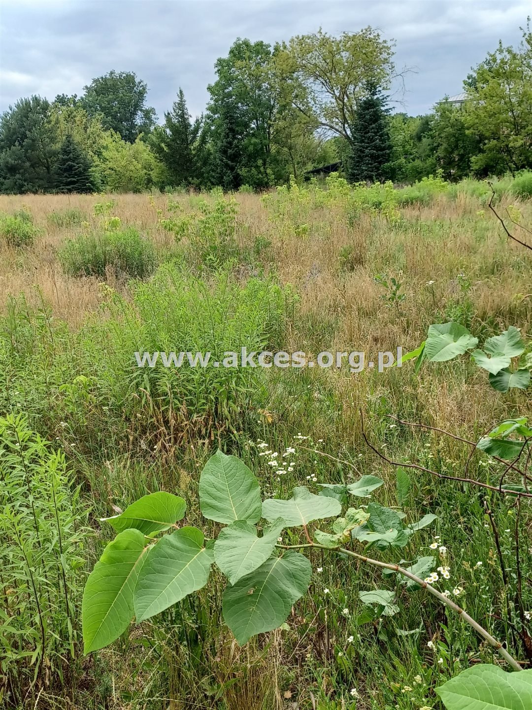 Działka budowlana na sprzedaż Ojrzanów  1 800m2 Foto 11