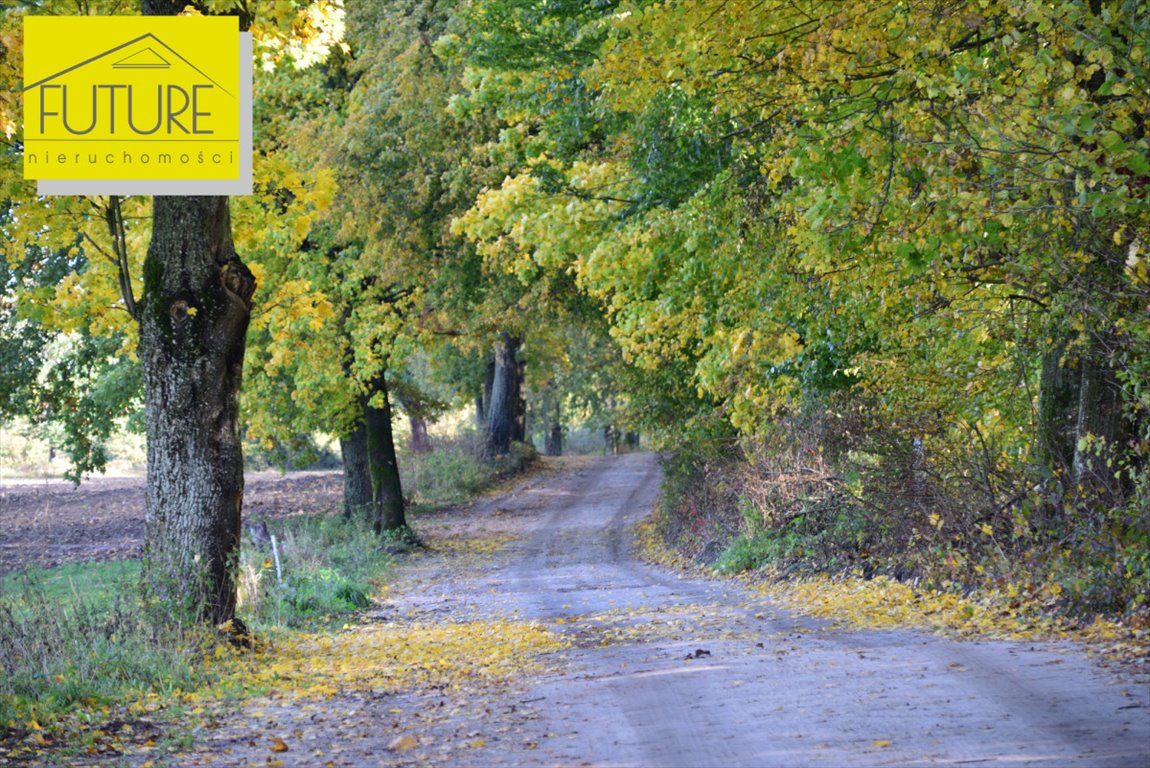 Leśna działka w Borzynowie 2,16 ha, cena do negocjacji Borzynowo  21 600m2 Foto 1