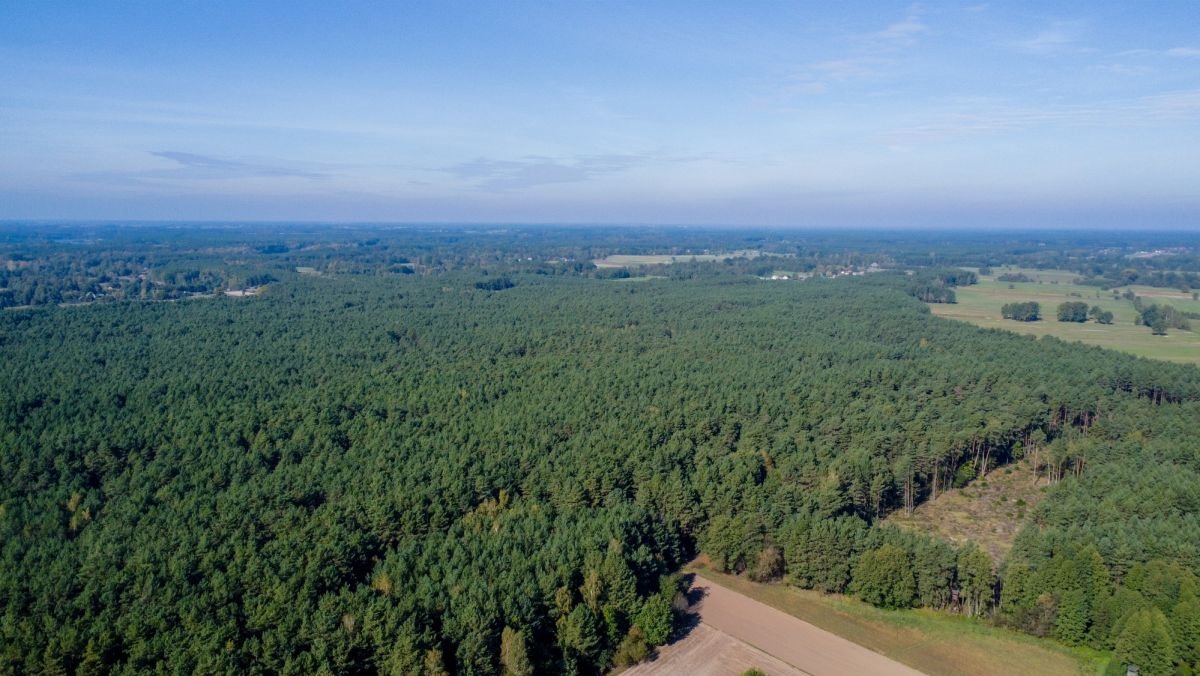 Działka leśna na sprzedaż Michałowo  36 000m2 Foto 1