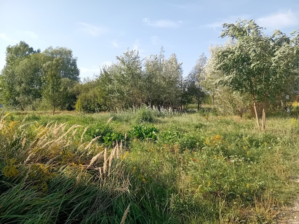 Działka budowlana na sprzedaż Stara Wieś, Czarnego Bzu  1 250m2 Foto 3