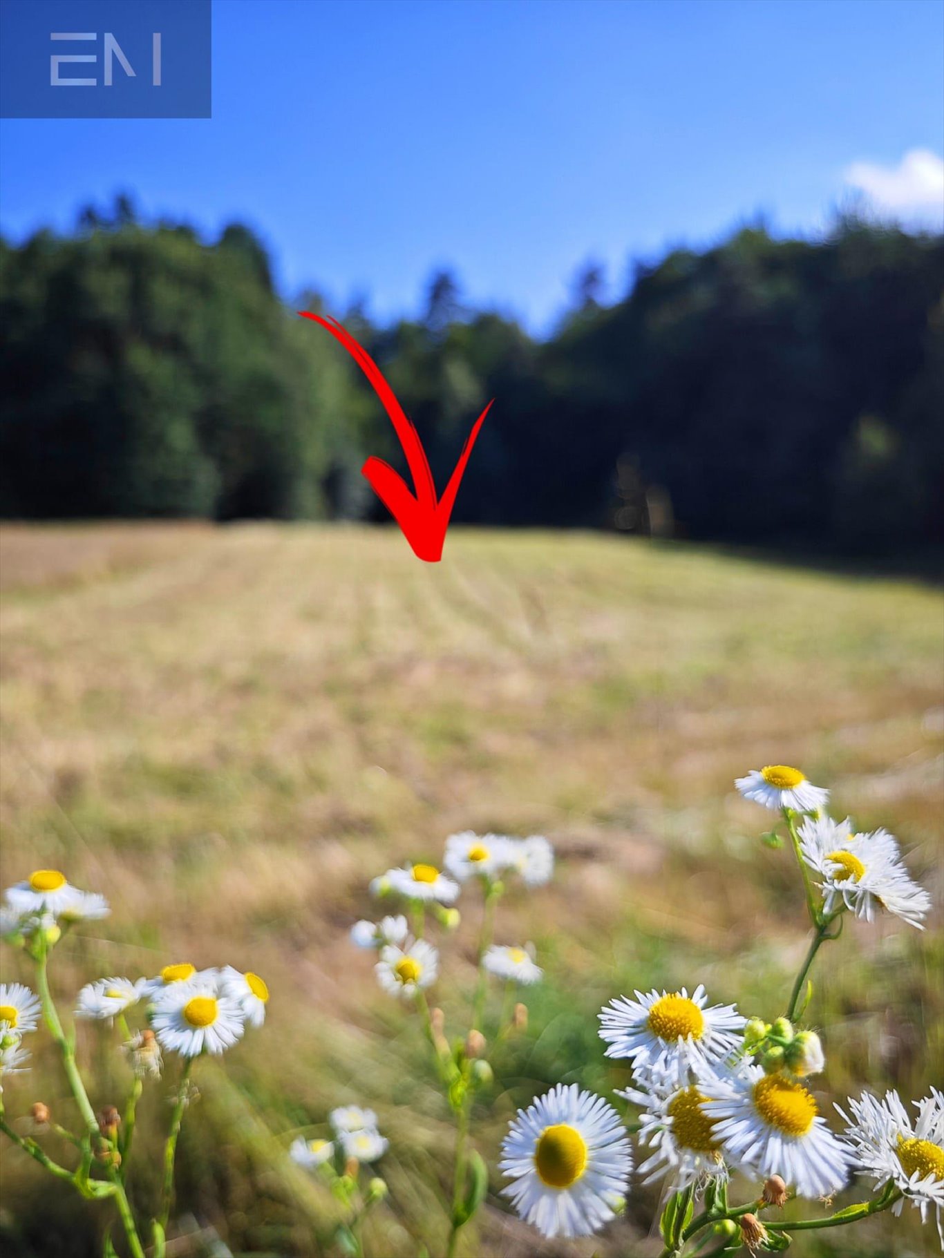 Działka budowlana na sprzedaż Krasna  5 300m2 Foto 2