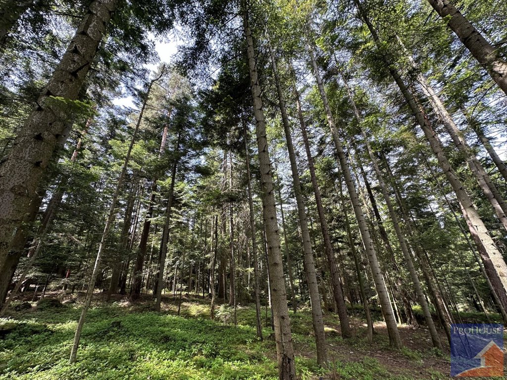 Działka leśna na sprzedaż Podłopień  5 200m2 Foto 12