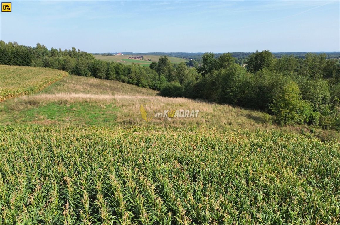 Działka rolna na sprzedaż Liski  11 000m2 Foto 5