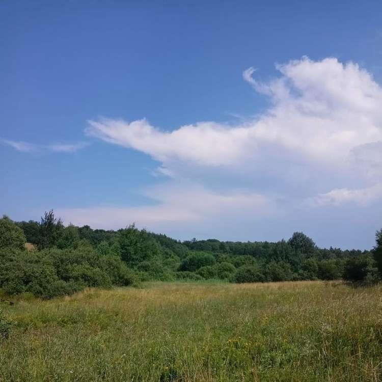 Działka rolna na sprzedaż Olszanka  1 392m2 Foto 11