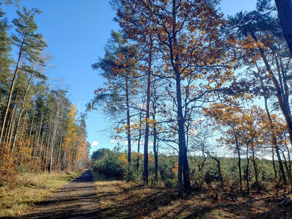 Działka budowlana na sprzedaż Chotomów, Ekologiczna  2 216m2 Foto 11