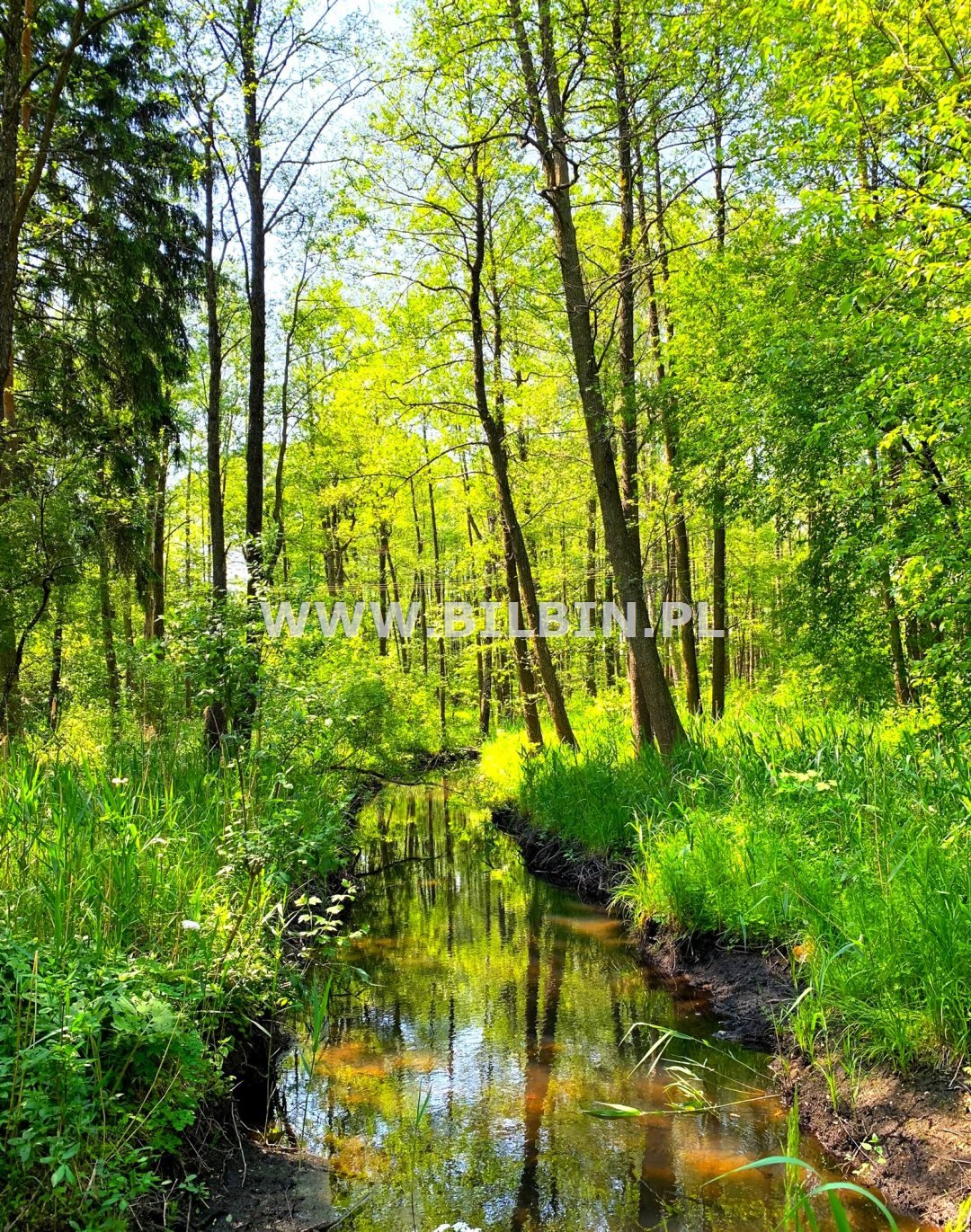 Działka rolna na sprzedaż Suwałki, Okuniowiec  13 000m2 Foto 3