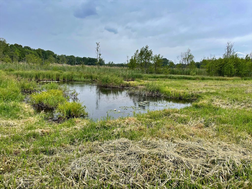 Działka rolna na sprzedaż Elganowo  10 700m2 Foto 12