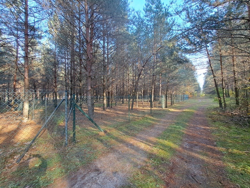 Działka leśna z prawem budowy na sprzedaż Nowe Mierzwice  1 500m2 Foto 3