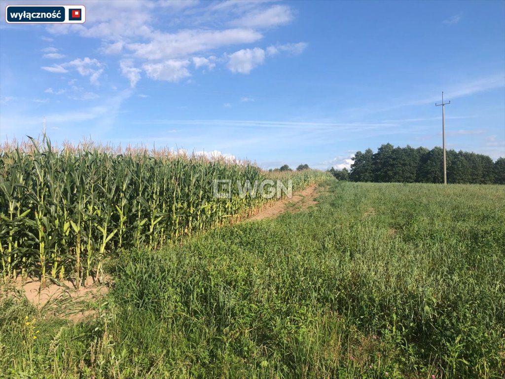 Działka rolna na sprzedaż Guty Rożyńskie  9 863m2 Foto 1