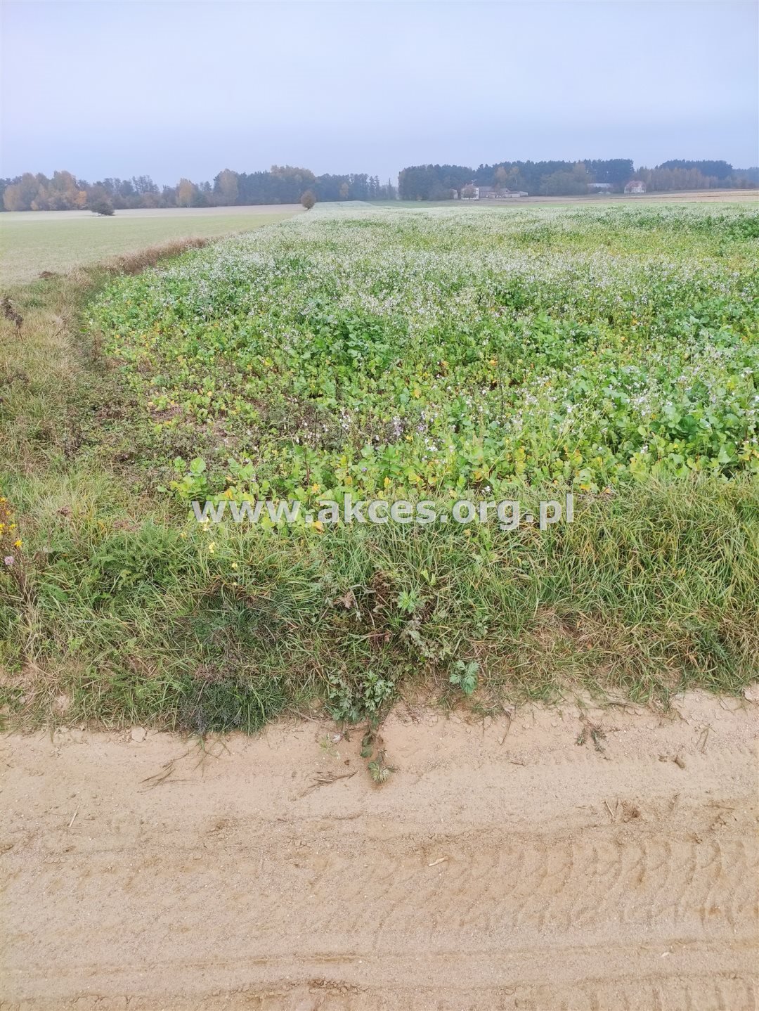 Działka rekreacyjna na sprzedaż Szumlin  3 000m2 Foto 2