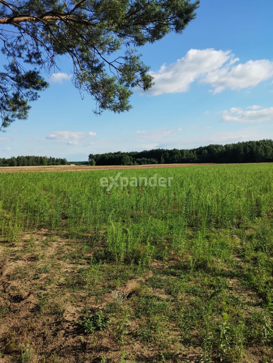 Działka rolna na sprzedaż Blinno  15 000m2 Foto 1