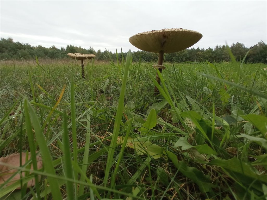 Działka budowlana na sprzedaż Koźle  6 320m2 Foto 4