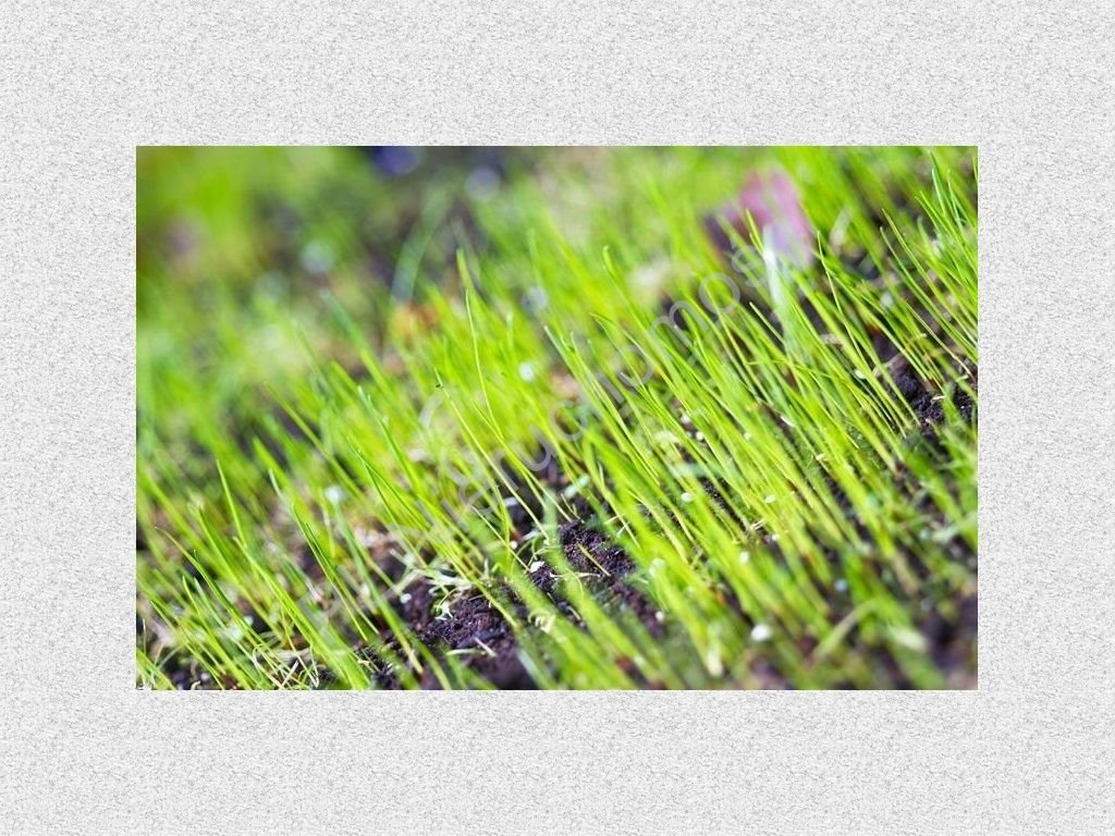 Teren przemysłowo-usługowy 7,25 ha przy S8, dostęp dla TIR-ów Stara Wieś  72 500m2 Foto 1