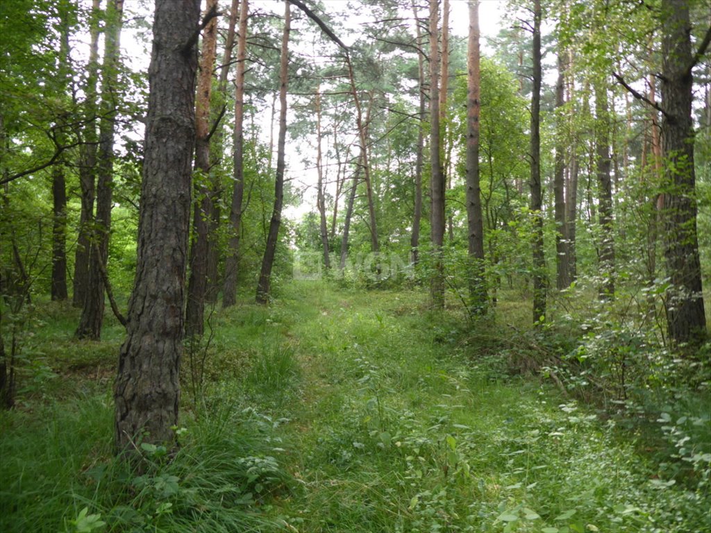 Działka leśna na sprzedaż Pieńki Szczepockie, Pieńki Szczepockie  9 100m2 Foto 8