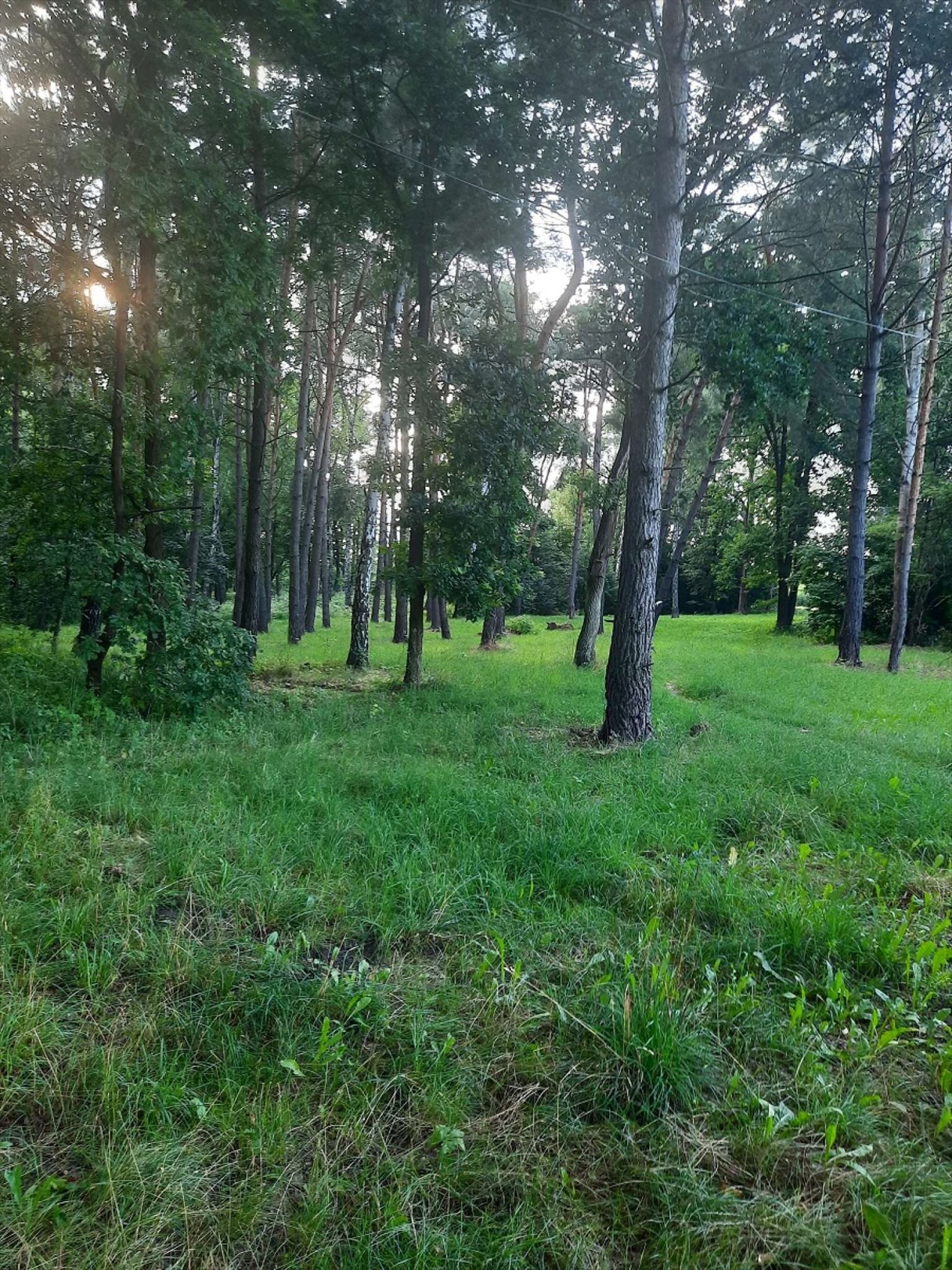 Działka budowlana na sprzedaż Baniocha, Baniocha, Szkolna  3 921m2 Foto 6