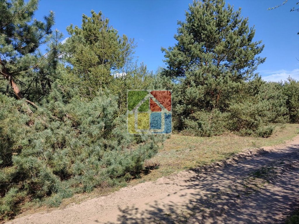 Działka 1,28 ha z lasem, media, do zabudowy, spokojna okolica Szczawin Kościelny  12 796m2 Foto 1