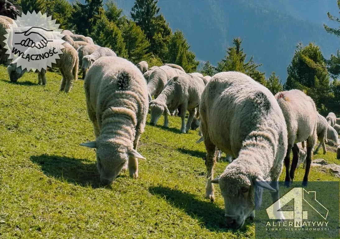 Działka rolna na sprzedaż Zakopane, Droga Zubka 21  3 388m2 Foto 2