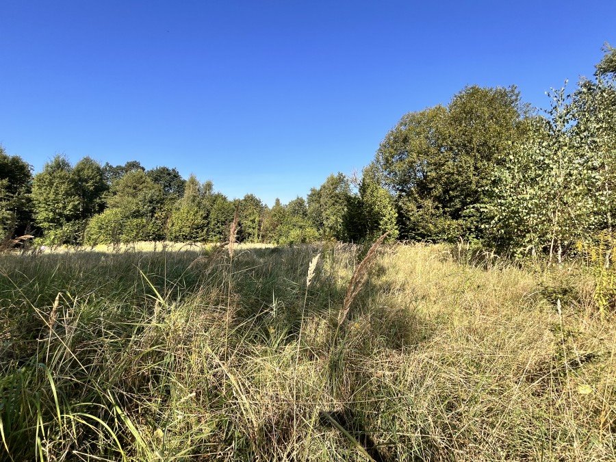 Działka leśna na sprzedaż Dalewo  43 600m2 Foto 1