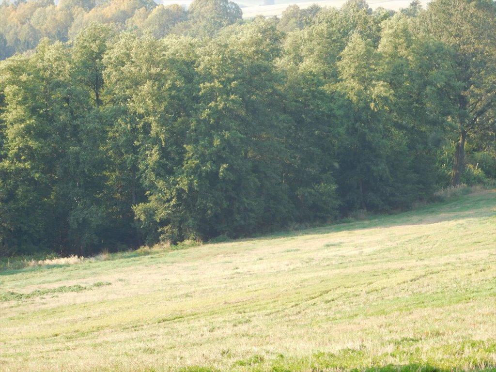 Działka rolna na sprzedaż Jaszkowa Dolna, Jaszkowa Dolna  291 440m2 Foto 3