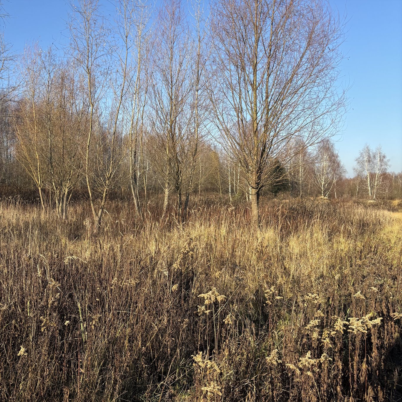 Działka budowlana na sprzedaż Borzęcin Duży, Trakt Królewski  2 000m2 Foto 9