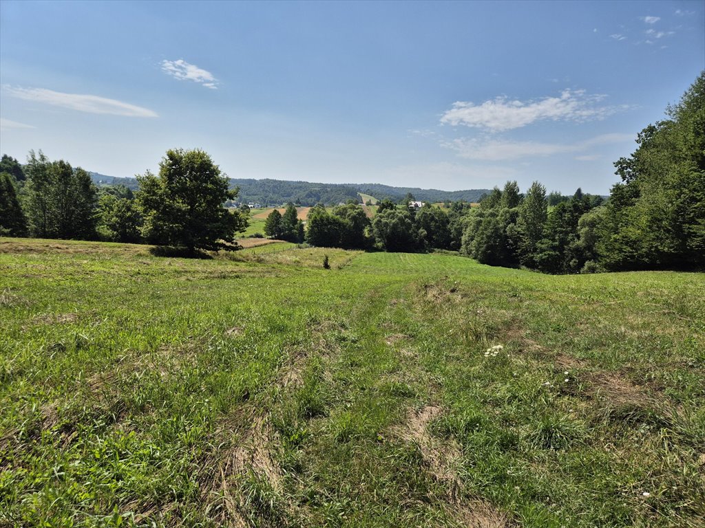 Działka rolna na sprzedaż Golcowa  8 051m2 Foto 6