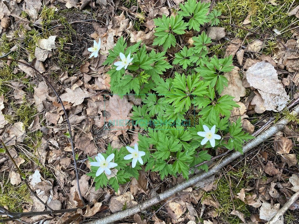 Działka budowlana na sprzedaż Owczarnia  2 458m2 Foto 10