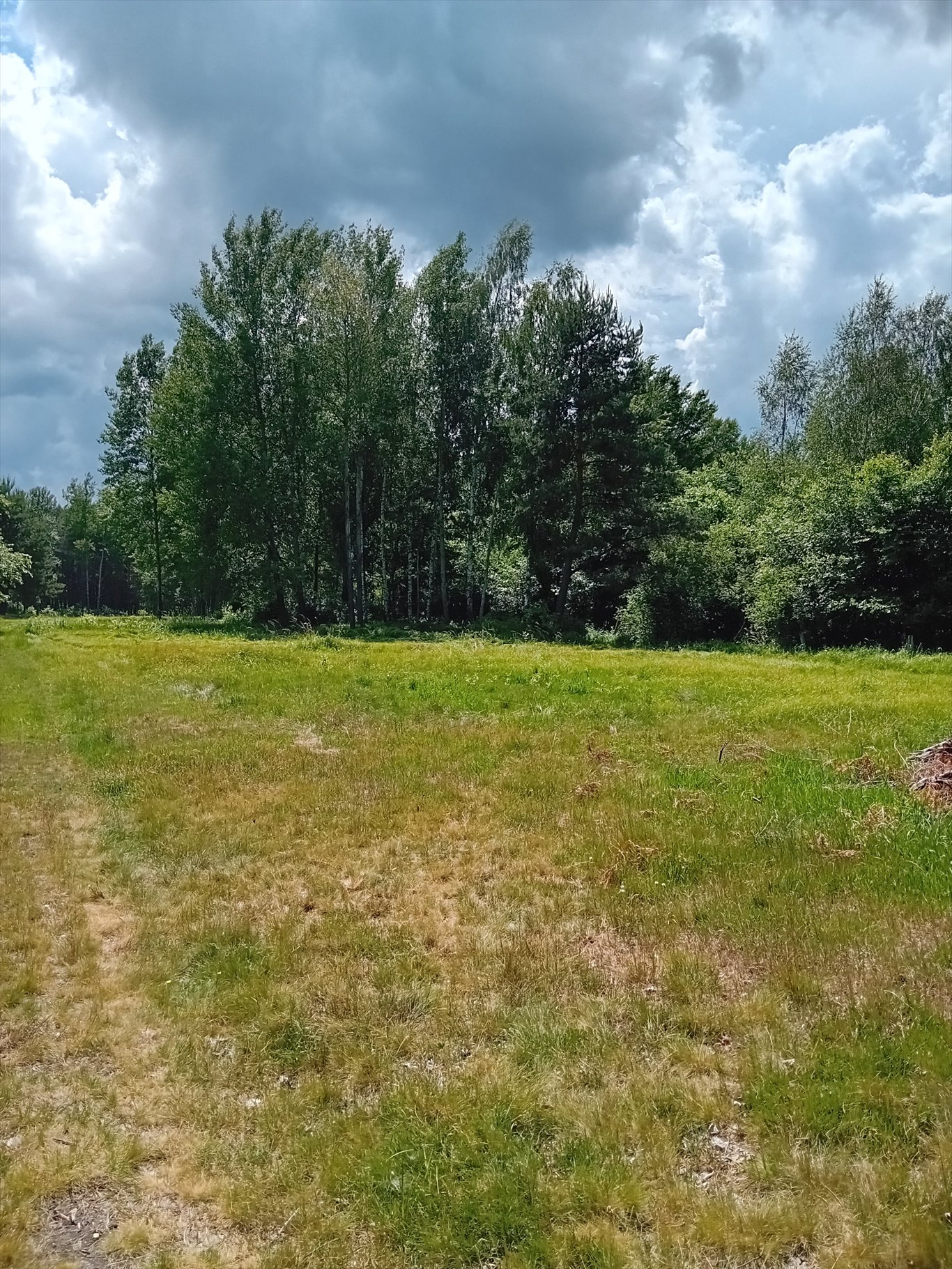 Działka rolna na sprzedaż Trachy, Zamojska  16 000m2 Foto 4