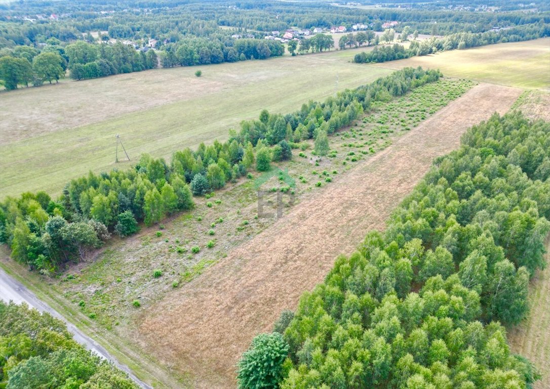 Działka inna na sprzedaż Aleksandria  9 800m2 Foto 3