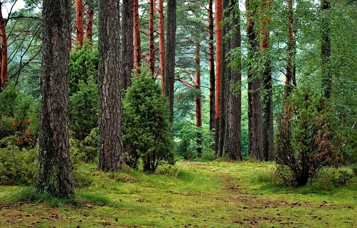 Działka leśna na sprzedaż Czarna Wielka  43 000m2 Foto 2