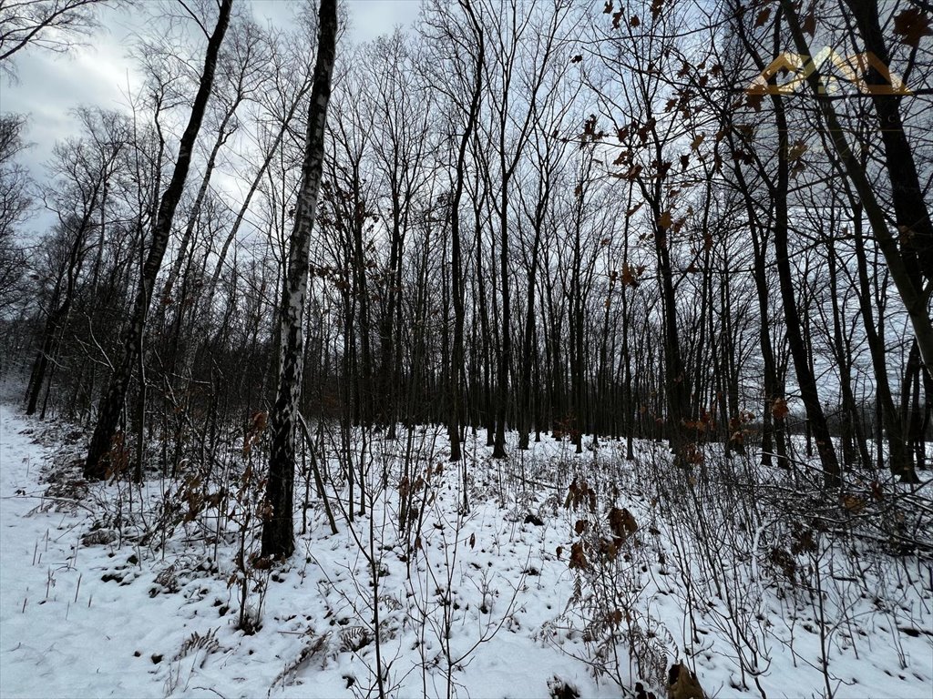 Działka leśna na sprzedaż Perła  9 400m2 Foto 2