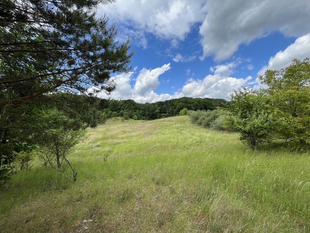 Działka budowlana na sprzedaż Bogdaniec  39 100m2 Foto 5