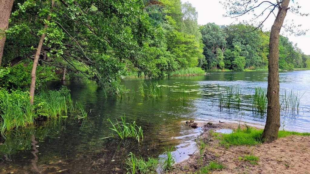 Lokal użytkowy na sprzedaż Danków  437m2 Foto 8