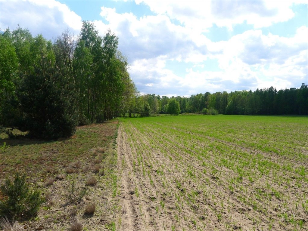 Działka rolna na sprzedaż Władysławów  11 722m2 Foto 6