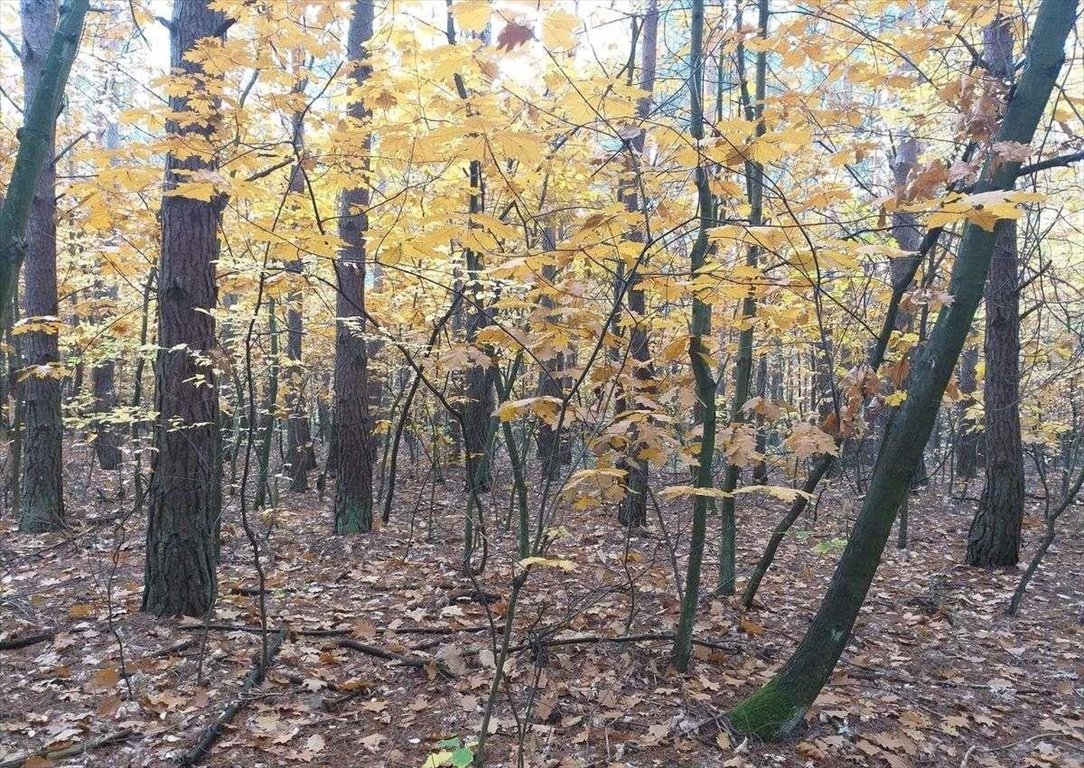 Działka budowlana na sprzedaż Warszawa, Wawer, Kwitnącej Akacji/Izbicka  6 636m2 Foto 8