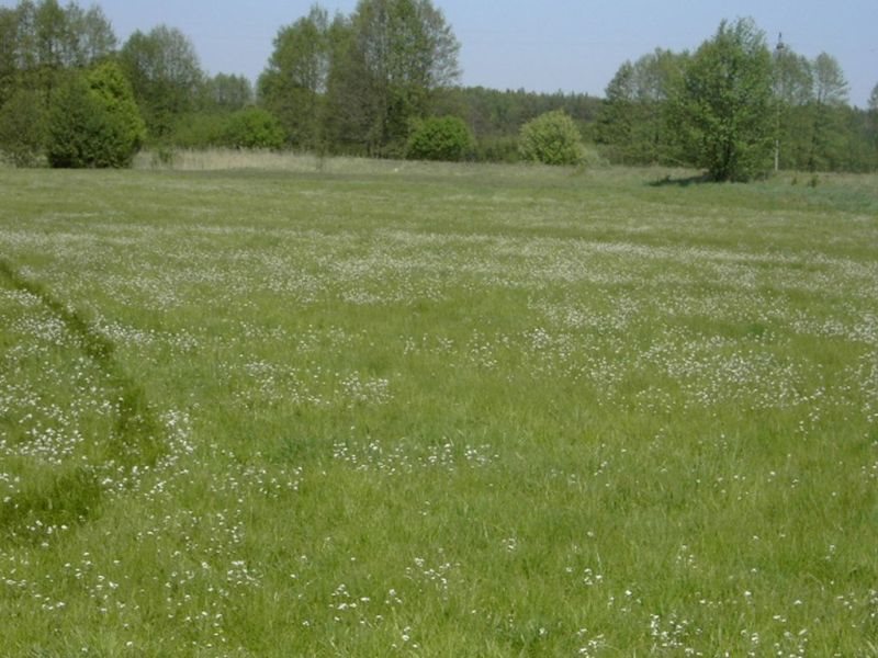 Działka rolna na sprzedaż Zbąszyń, Przychodzko  15 900m2 Foto 8