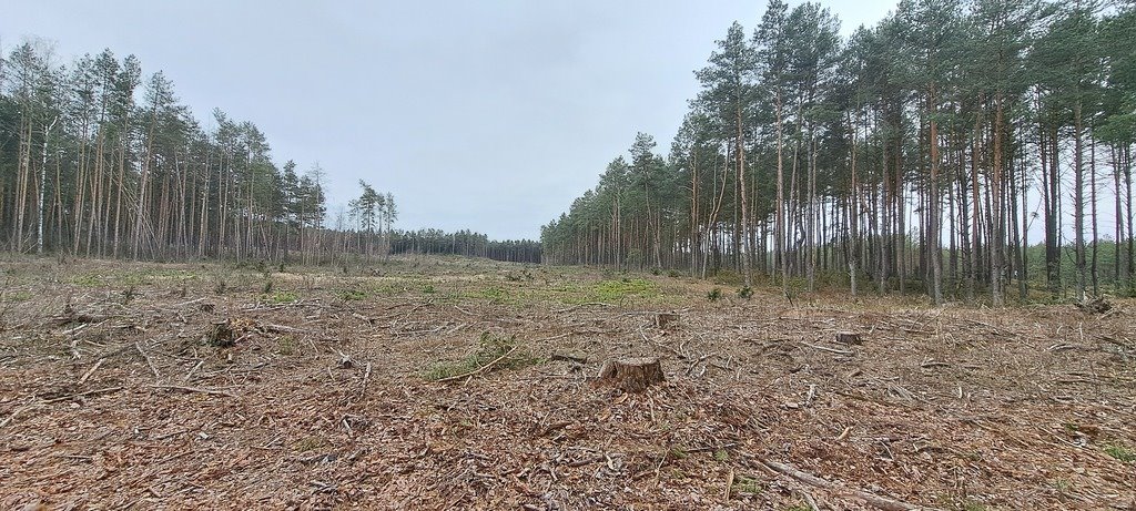 Działka leśna na sprzedaż Strzeszewo  22 395m2 Foto 1