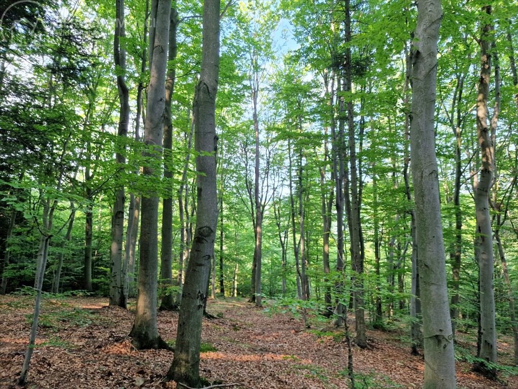 Działka leśna na sprzedaż Jodłówka Tuchowska  21 600m2 Foto 4