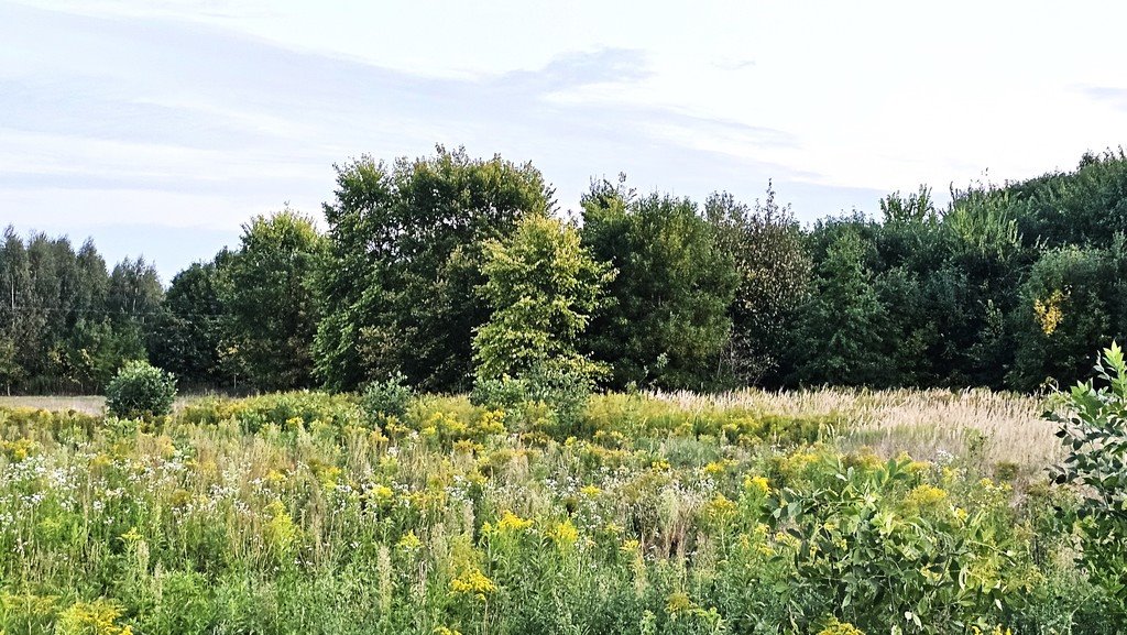 Działka budowlana na sprzedaż Firlej, Działkowa  1 501m2 Foto 5