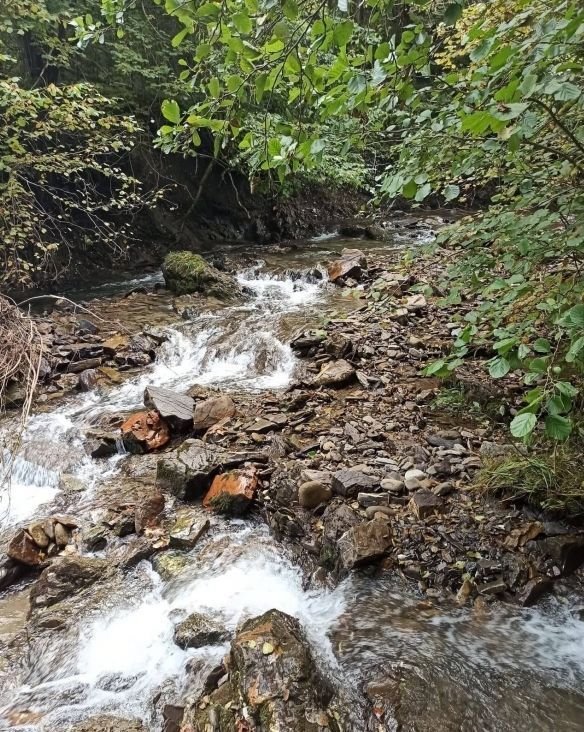 Działka leśna na sprzedaż Lipowa  4 500m2 Foto 14