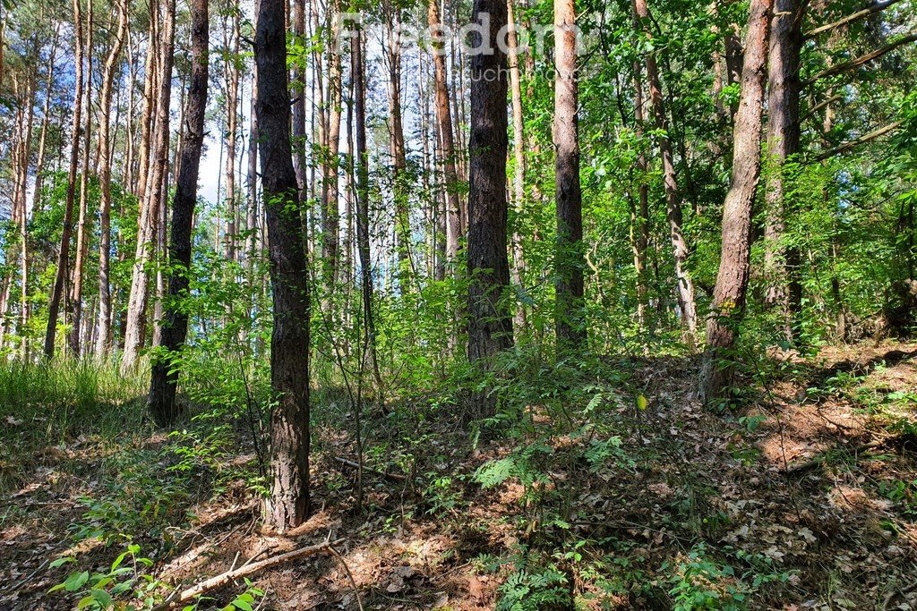 Działka inna na sprzedaż Kruszyna  25 167m2 Foto 8